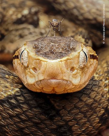 Wildlife Photographer of The Year Wildlife Photographer of The Year ©-Andrea-and-Maceo-Grammatic