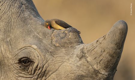Wildlife Photographer of The Year Wildlife Photographer of The Year © Ernest Porter
