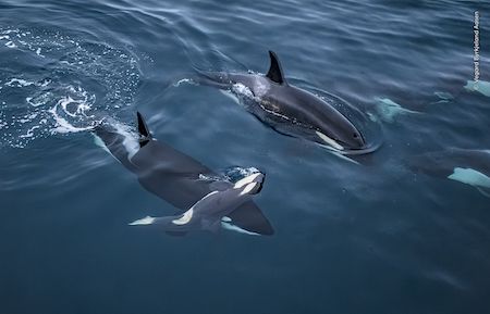 Wildlife Photographer of The Year Wildlife Photographer of The Year ©-Vegard-Byrkjeland-Aasen