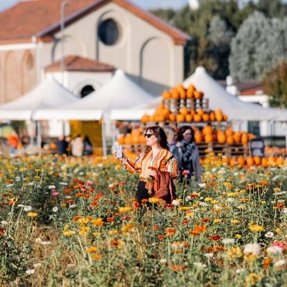 I campi di zucche in Lombardia: dove fare il pumpkin patch campi di zucche campi di zucche