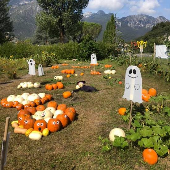 I campi di zucche in Lombardia: dove fare il pumpkin patch campi di zucche campi di zucche