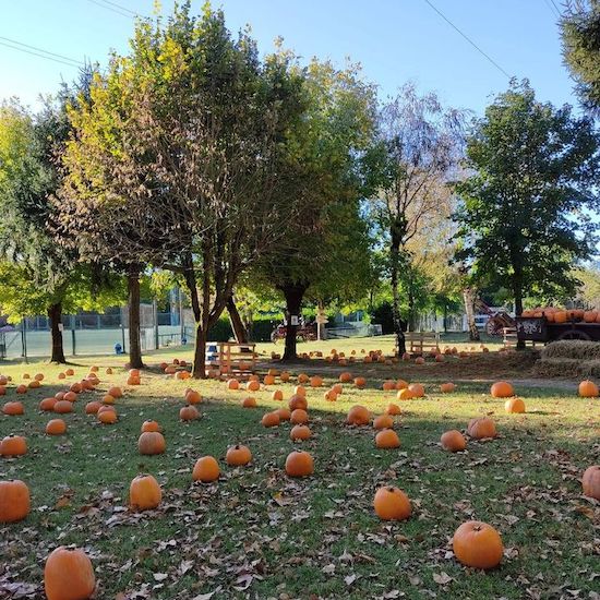 Campo di Zucche a San Martino Siccomario