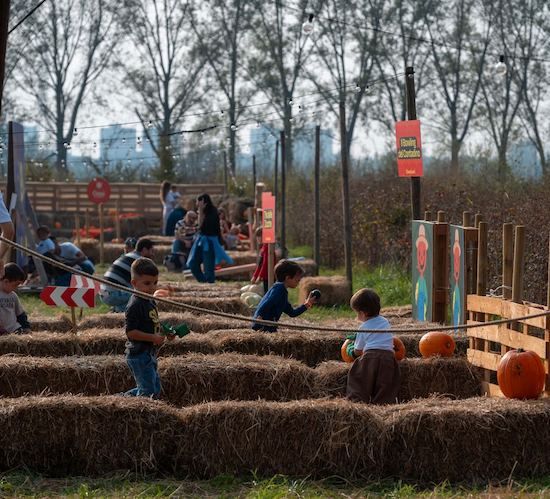 I campi di zucche in Lombardia: dove fare il pumpkin patch campi di zucche ZuccaLand