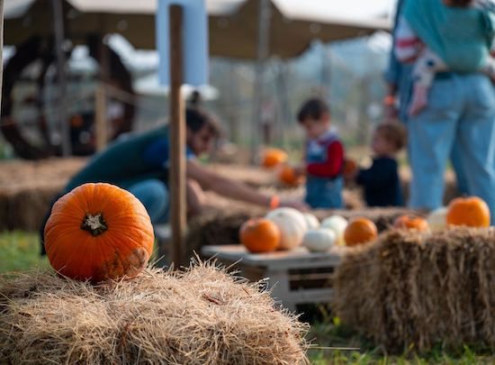 I campi di zucche in Lombardia: dove fare il pumpkin patch campi di zucche ZuccaLand