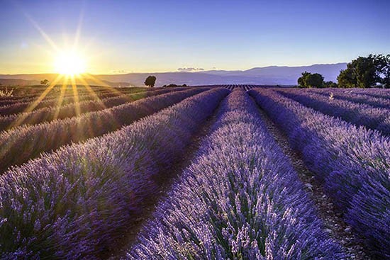 campi di lavanda in Oltrepo Pavese