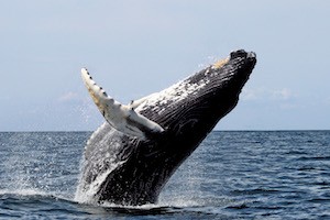 canada_balene di Tadoussac