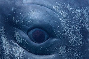 Digital Whales balene a Milano digital whales digital whales balene a milano