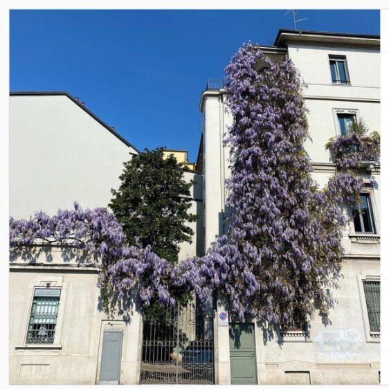 fioriture a milano_glicini