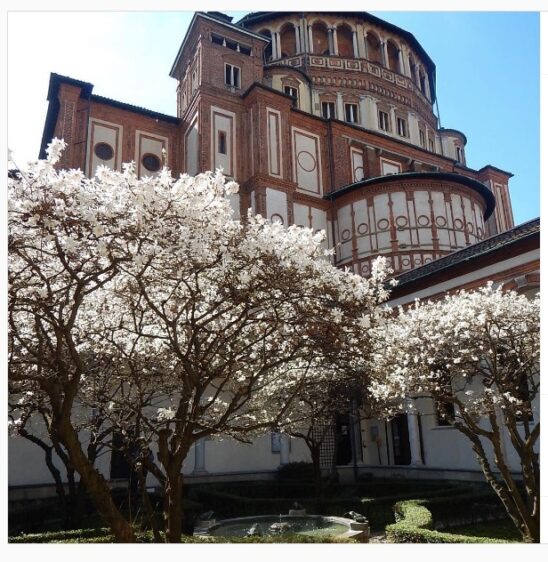 fioriture a milano_magnolie